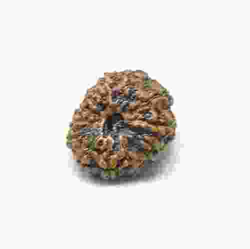 Natural 12 Mukhi Rudraksha Lab Certified