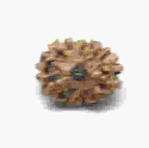 Natural 12 Mukhi Rudraksha Lab Certified