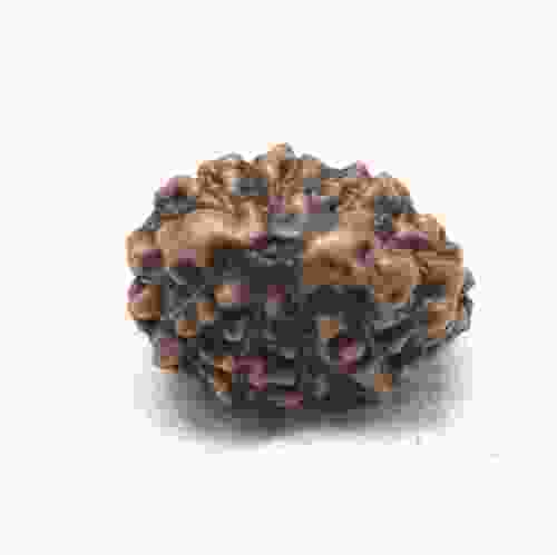 Natural 9 Mukhi Rudraksha Lab Certified
