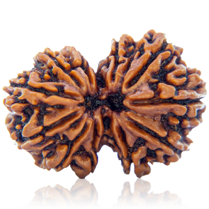 Gauri Shankar Rudraksha Price